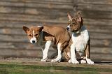 BASENJI 154